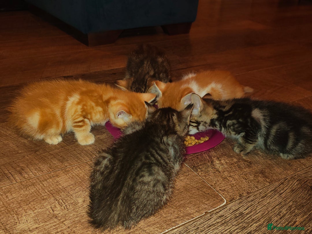 Mixed Breed cats for sale: Kittens - Image 8