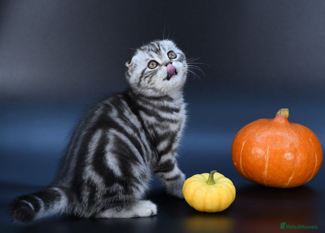 Scottish Fold cats for sale: LICENSED CATTERY, PURE BREED TOP QUALITY KITTENS - Image 28