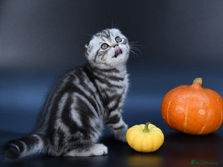 Scottish Fold cats LICENSED CATTERY, PURE BREED TOP QUALITY KITTENS - Advert 17