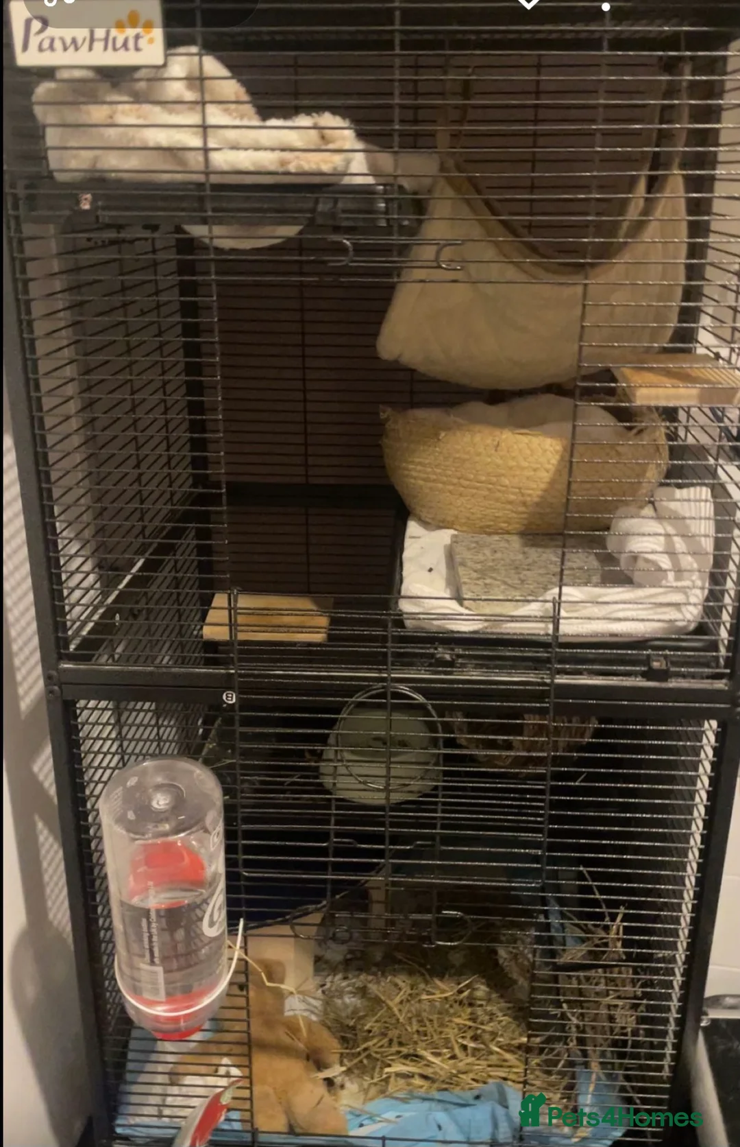 Chinchilla rodents for sale: Chinchilla  - Advert 7