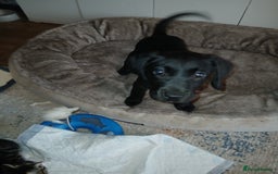 Mixed Breed dogs for sale:  Dalmador female puppies - Image 4