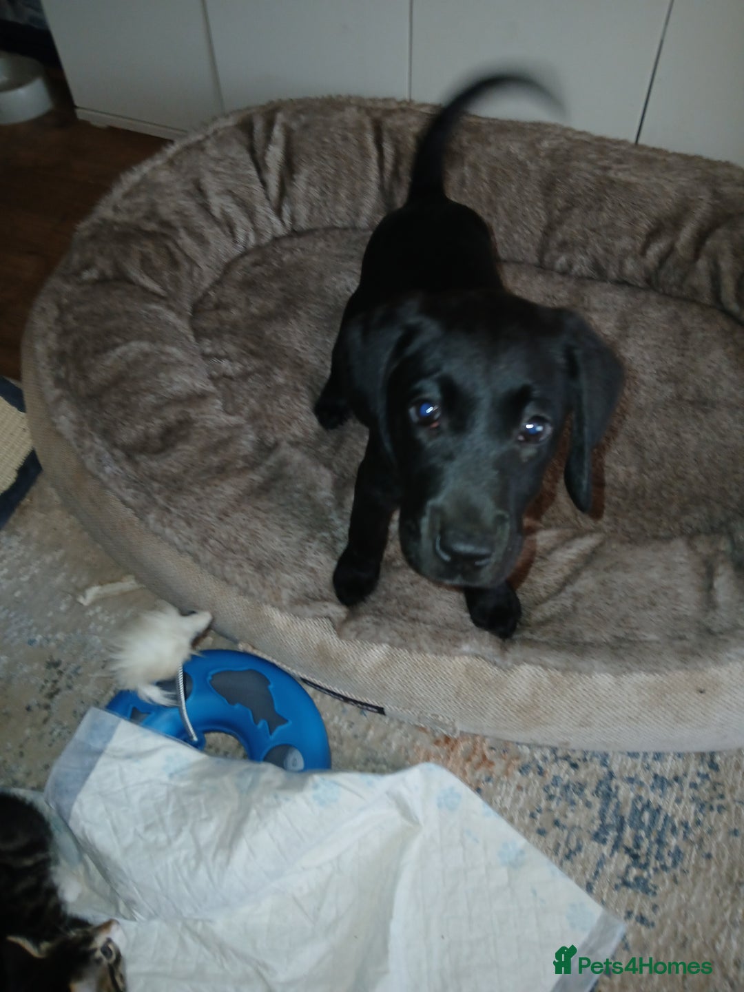 Mixed Breed dogs for sale:  Dalmador female puppies - Image 4