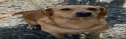 Goldador dogs for sale: Friendly happy healthy Goldador Girl - Advert 8