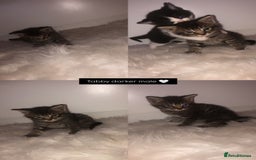 Mixed Breed cats for sale: 3 BABY KITTENS LEFT 🩷🩷🩵 - Image 3