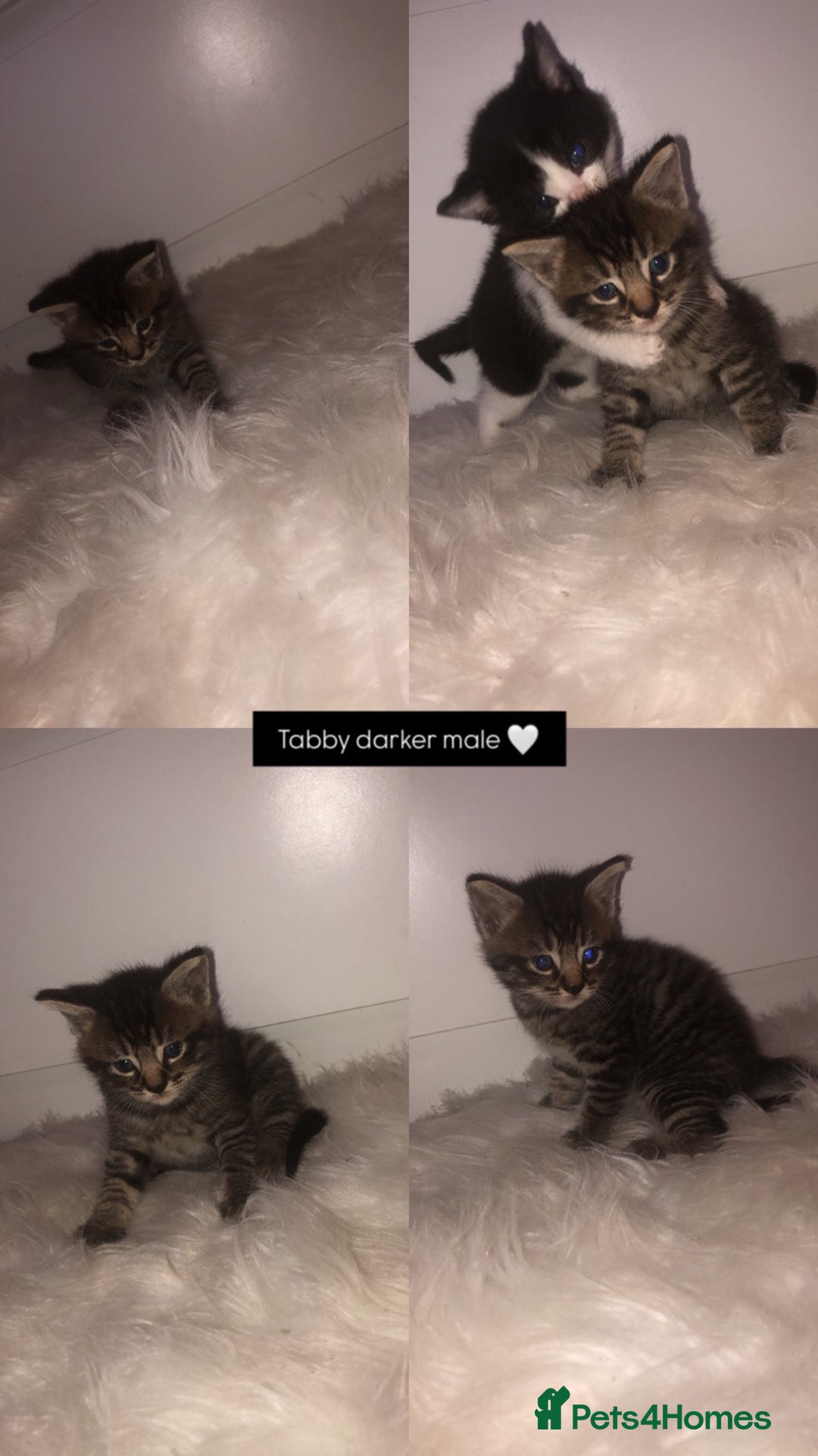 Mixed Breed cats for sale: 3 BABY KITTENS LEFT 🩷🩷🩵 - Image 3
