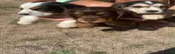 Cocker Spaniel dogs for sale: Kc registered Show cocker spaniels for sell - Advert 4