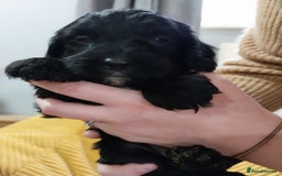 Cockapoo dogs for sale: Adorable Cockapoo puppies  - Image 29