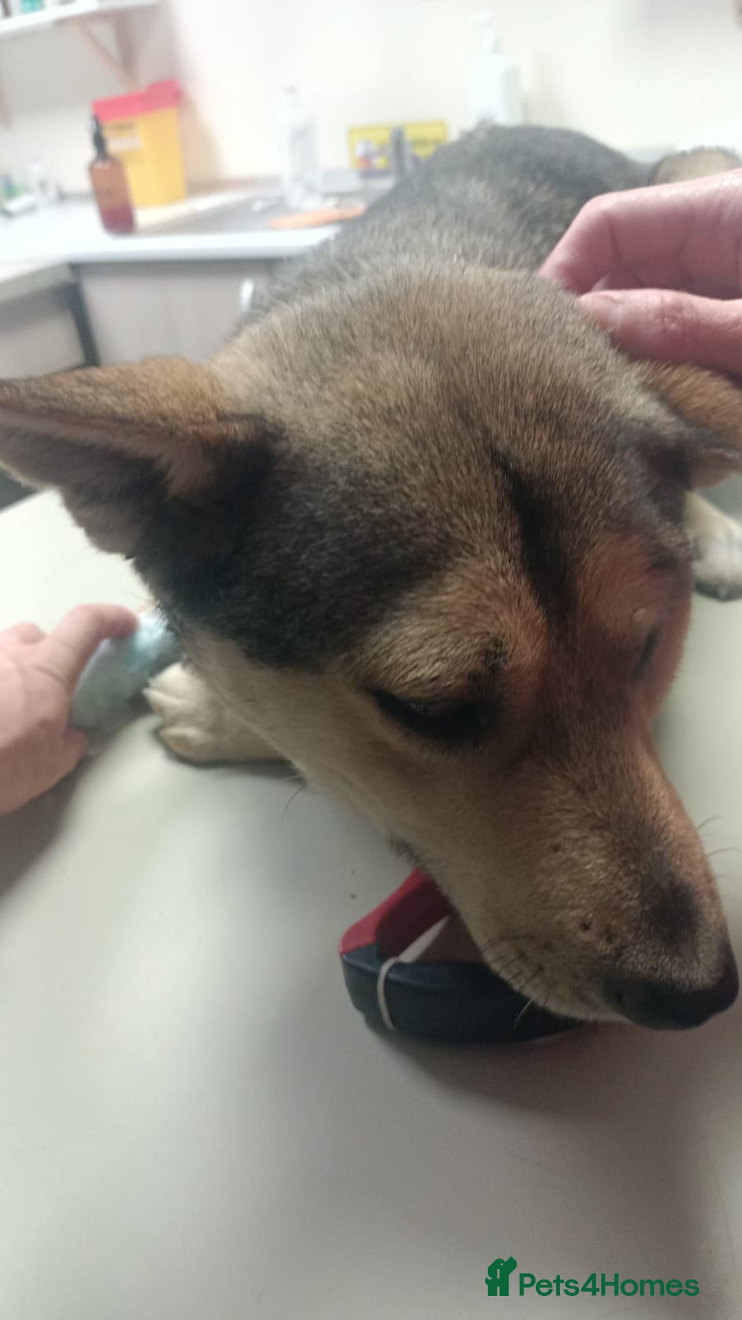 Mixed Breed dogs for adoption: 🐺 WOLFIE – A Brave Soul Ready for a New Life 🖤 - Advert 37