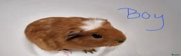 Guinea Pig rodents for sale: California x male and female Guinea pig babies  - Advert 6
