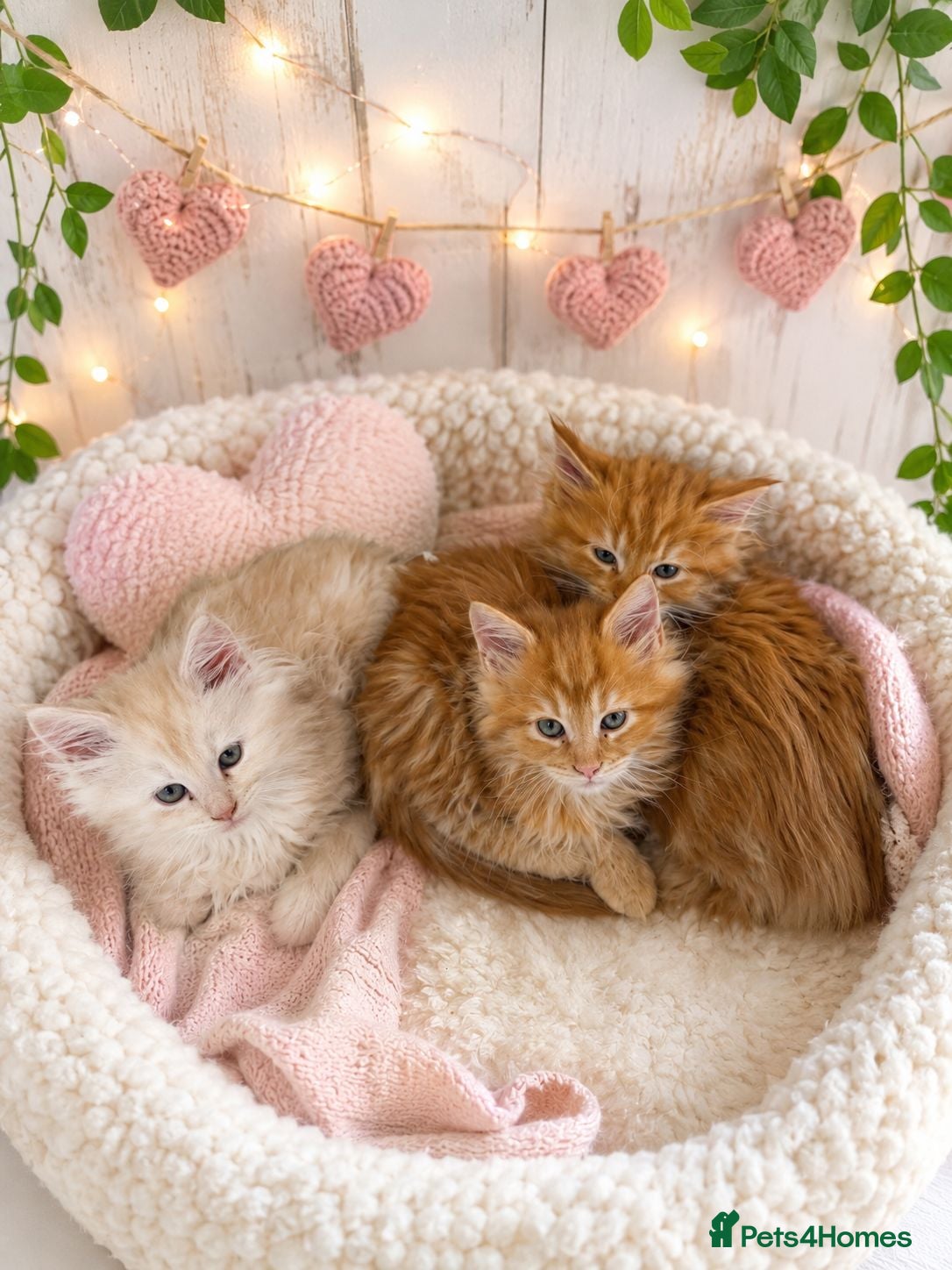 Maine Coon cats 🐾 Stunning Full Maine Coon Kittens 🐾 - Advert 5