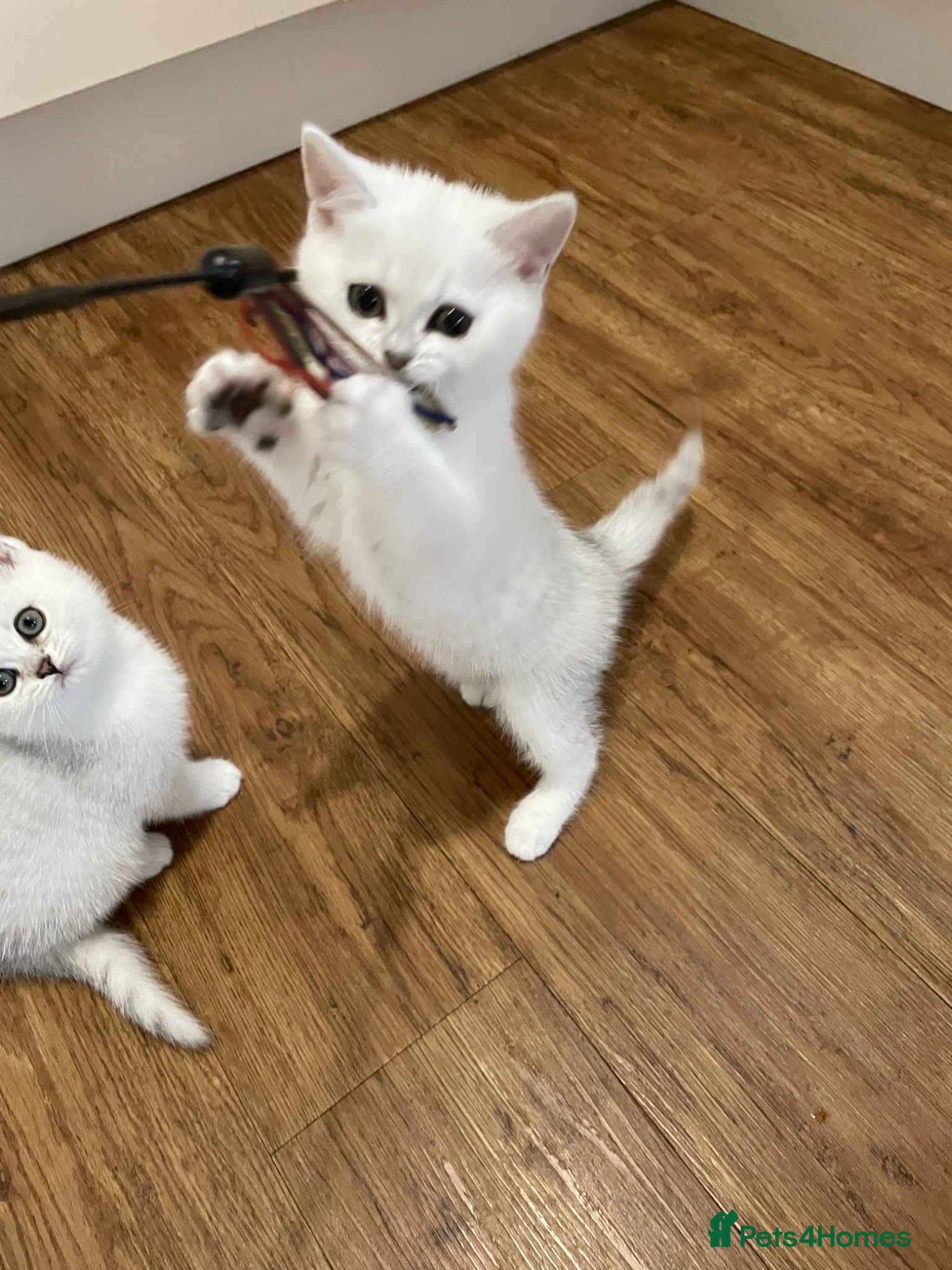 British Shorthair cats BSH Silver Tipped GCCF REGISTERED  - Advert 2