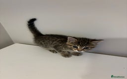 Mixed Breed cats for sale: Beautiful little kitten - Image 3