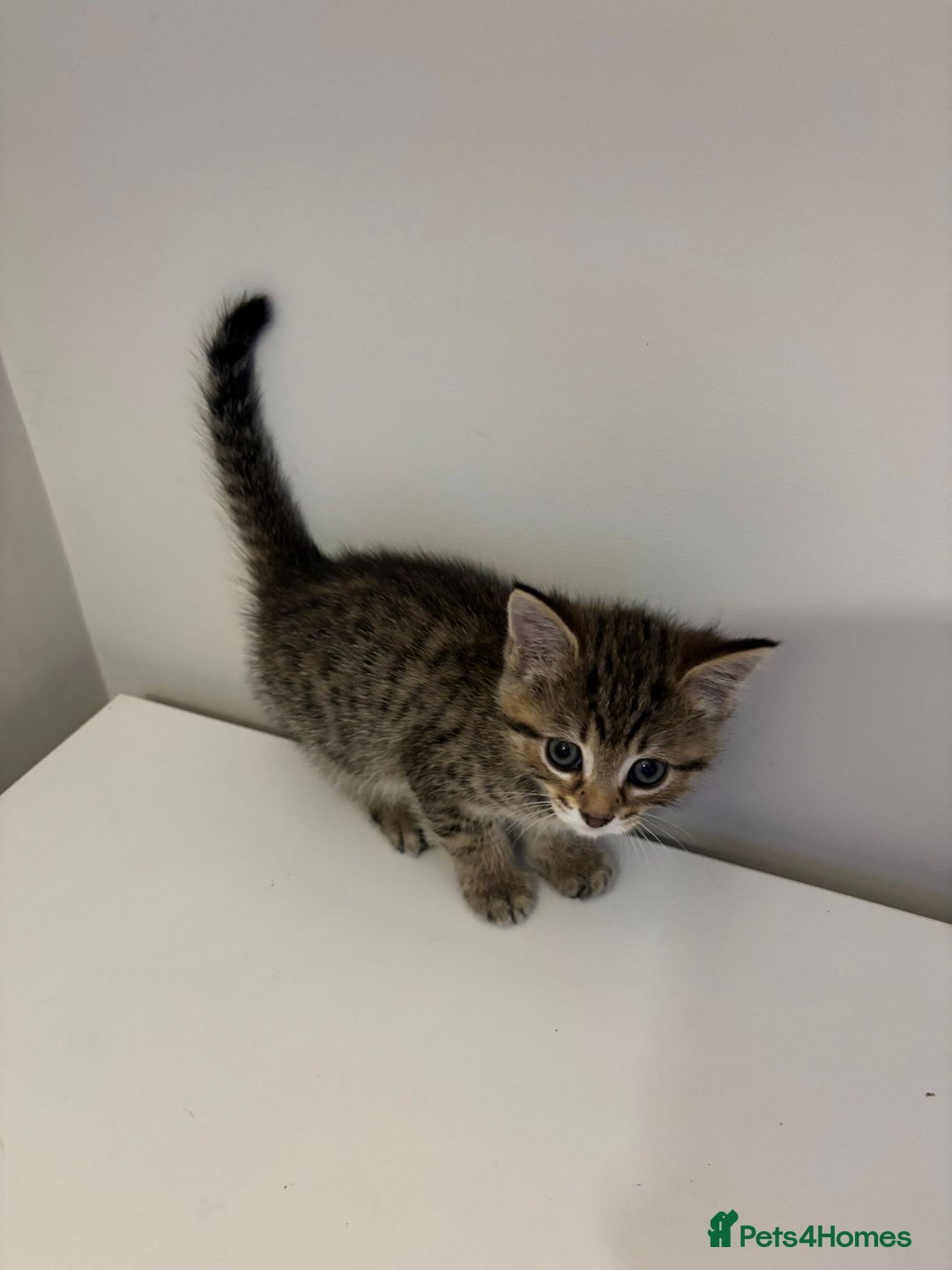 Mixed Breed cats for sale: Beautiful little kitten - Image 3