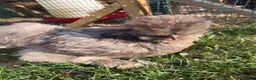 Chickens poultry for sale: USA silkie bantams  - Advert 6