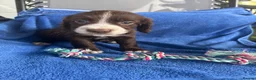 Sprocker dogs for sale: 5 chocolate Sprockers  - Advert 19