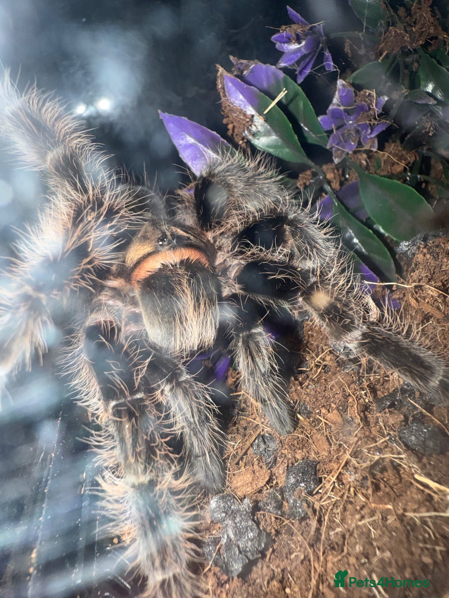 Tarantulas invertebrates Female curly hair with full setup - Advert 3