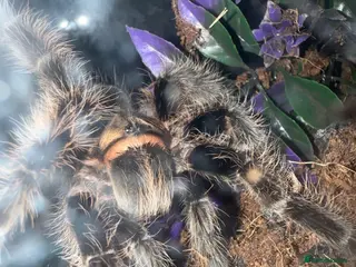 Tarantulas invertebrates Female curly hair with full setup - Advert 3