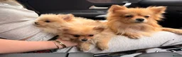 Pomeranian dogs for sale: 2 beautiful Pomeranian puppies - Advert 20