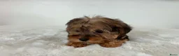 Sealyham Terrier dogs for sale: Sealyham miniture terrier - Advert 5