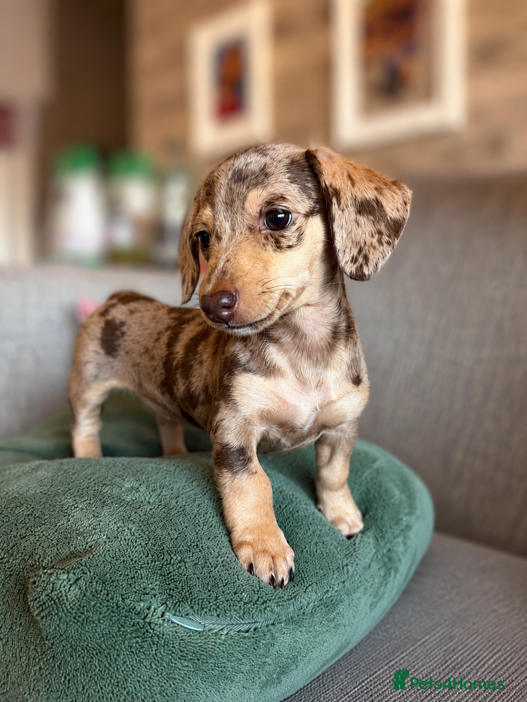 Miniature Dachshund dogs READY NOW! KC Miniature dachshund female puppy  - Advert 12