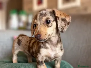 Miniature Dachshund dogs READY NOW! KC Miniature dachshund female puppy - Advert 12