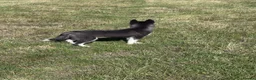 Mixed Breed dogs for sale: Socialised Husky x Malamute | Health tested 🐾 - Advert 19