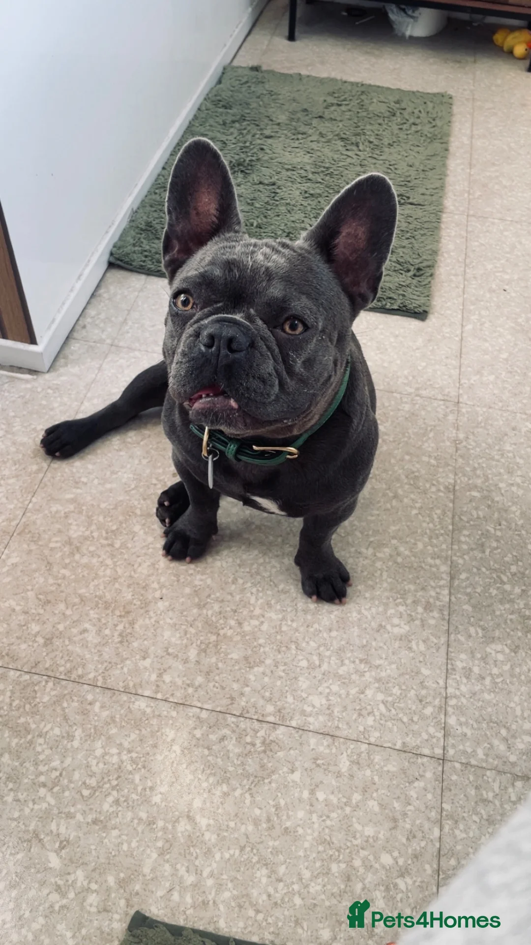 French Bulldog dogs for sale: French bulldog 1 year old  in Scunthorpe - Advert 3