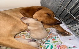 Goldador dogs for sale: Beautiful litter off 11 goldador puppies  - Image 19