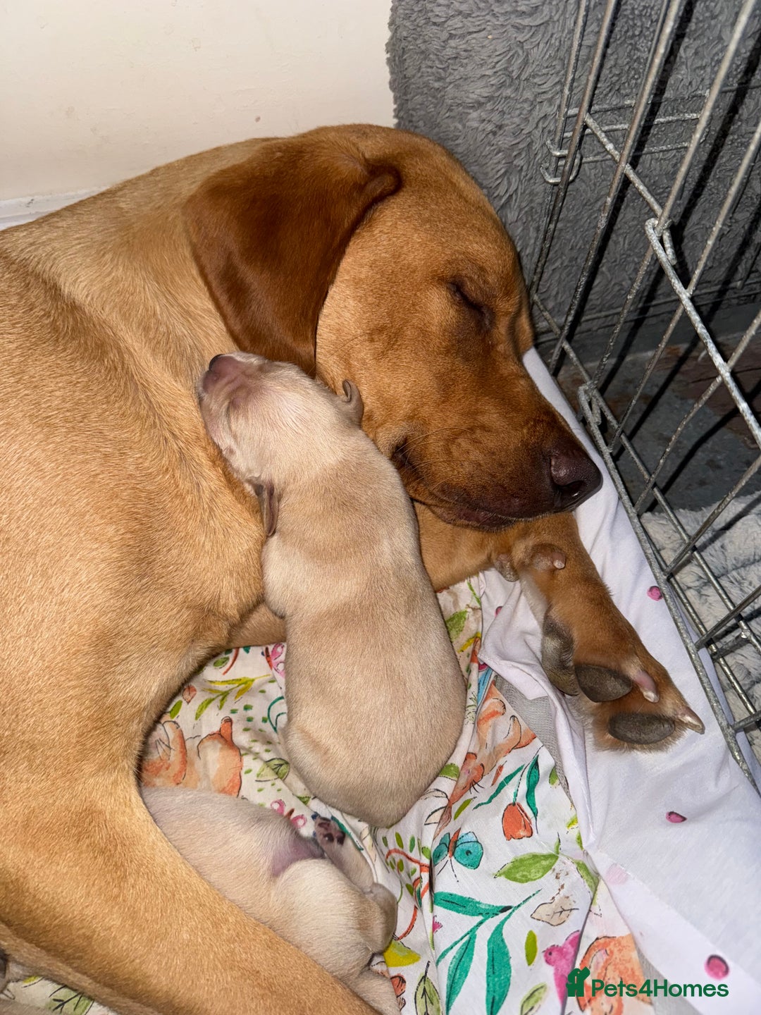 Goldador dogs for sale: Beautiful litter off 11 goldador puppies  - Image 19