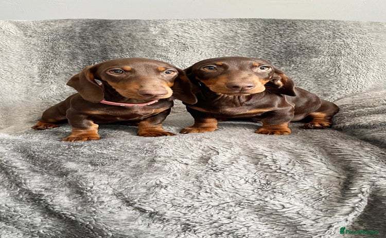 Dachshund dogs - Advert 2