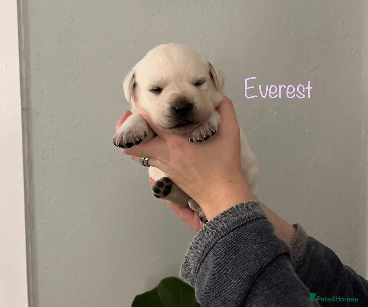 Labrador Retriever dogs White English Labrador Retrievers. - Advert 1