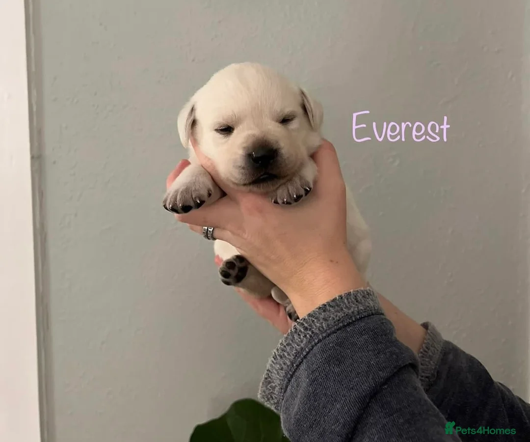 Labrador Retriever dogs for sale: White English Labrador Retrievers. in Leeds - Advert 1