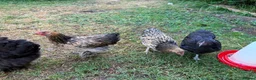 Chickens poultry for sale: Bantam chickens & cockerel  in Oxford - Advert 5