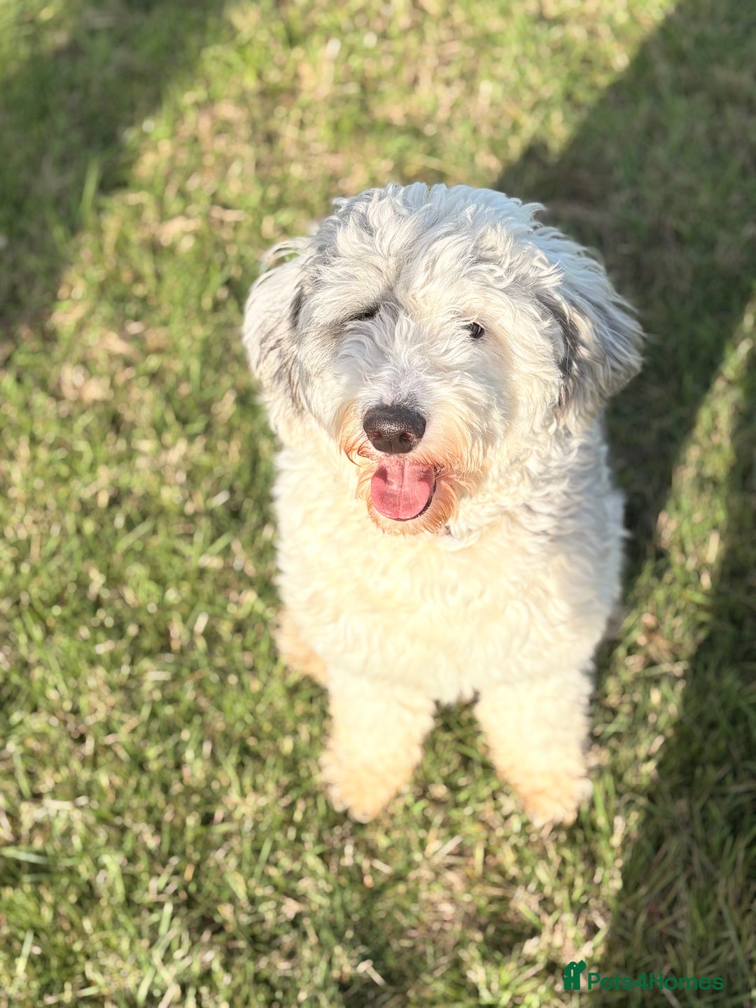Sheepadoodle dogs for sale: Gorgeous sheepadoodle female  - Advert 4