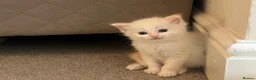 Ragdoll cats for sale: ❤️Beautiful Ragdoll Kittens❤️ in Brentwood - Advert 4