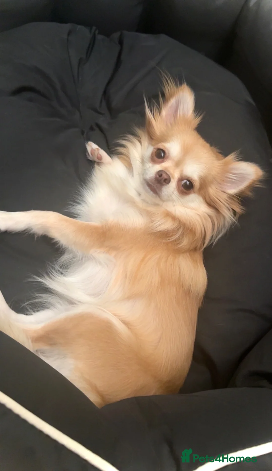 Chihuahua dogs for sale: 2 boys left! Quality long haired apple Chihuahuas  - Advert 2