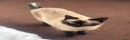 Siamese cats for sale: Beautiful siamese cross kitten  - Advert 13