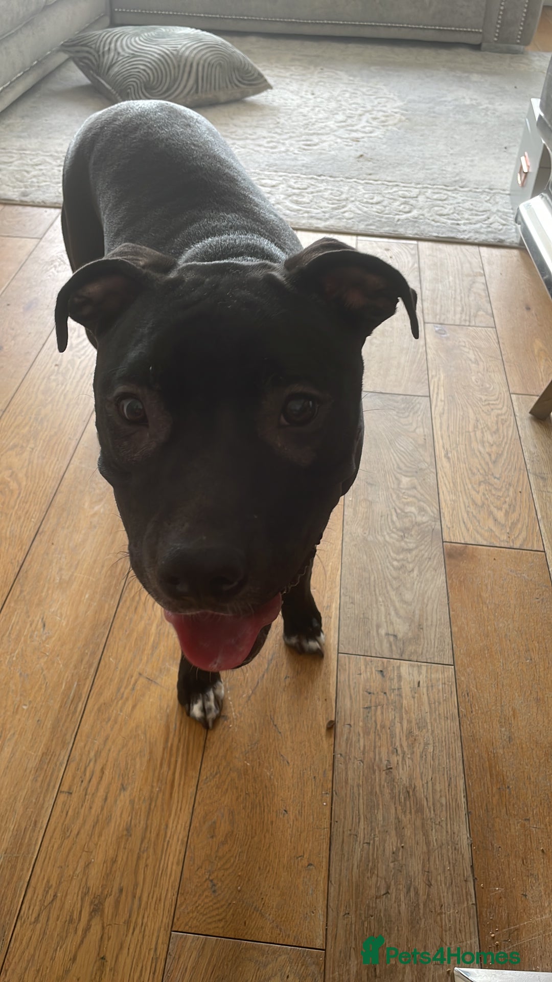 Mixed Breed dogs for sale: Dior  - Image 9