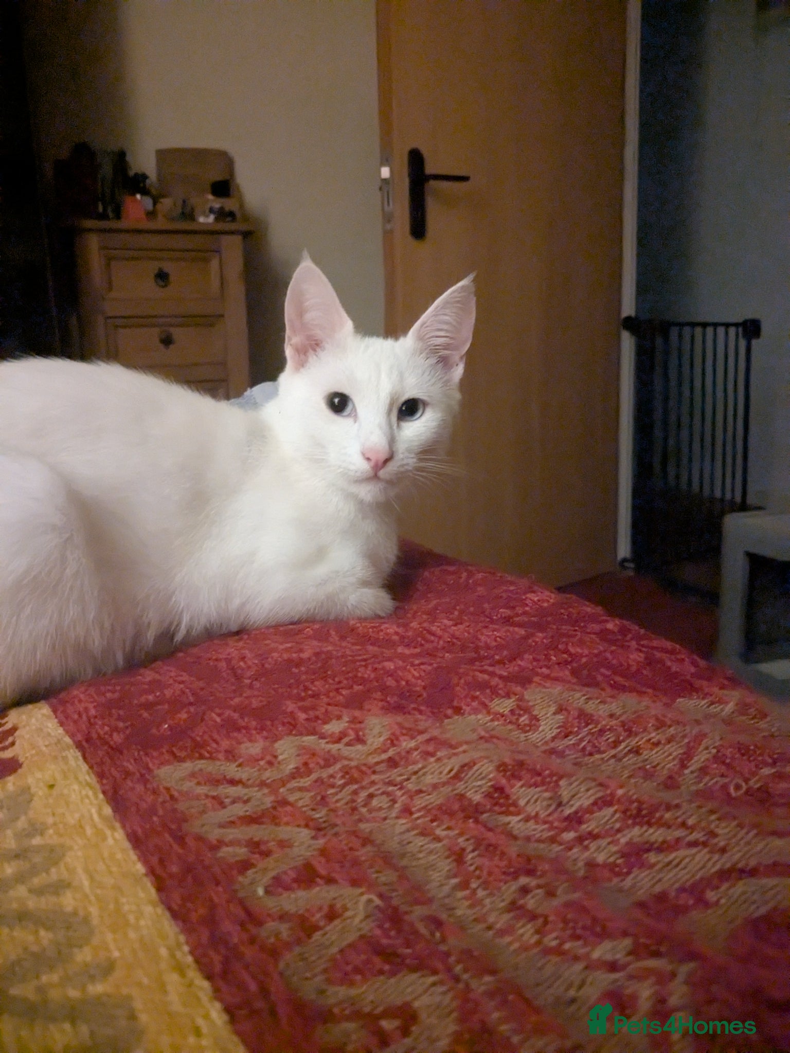 Mixed Breed cats Khao manee cross - Advert 1