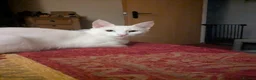 Mixed Breed cats for sale: Khao manee cross in Woodbridge - Advert 1