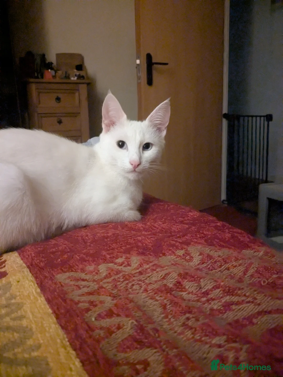 Mixed Breed cats for sale: Khao manee cross in Woodbridge - Advert 1