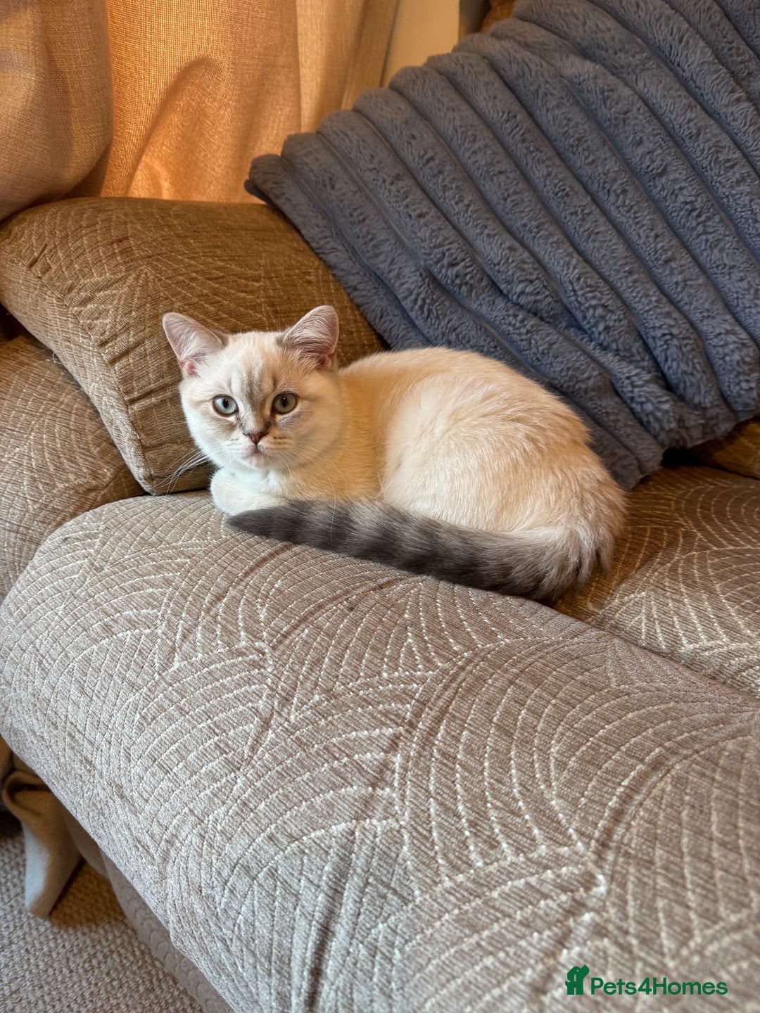 Selkirk Rex cats for sale: Intelligent Beautiful Selkirk Rex Girl - Advert 2