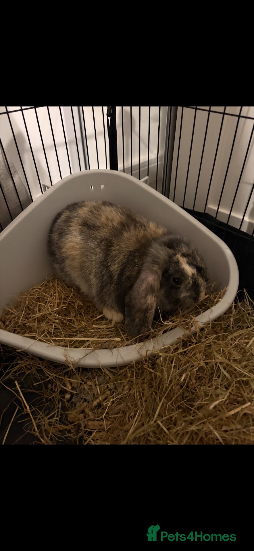 Mini Lop rabbits Mopsy - Advert 2