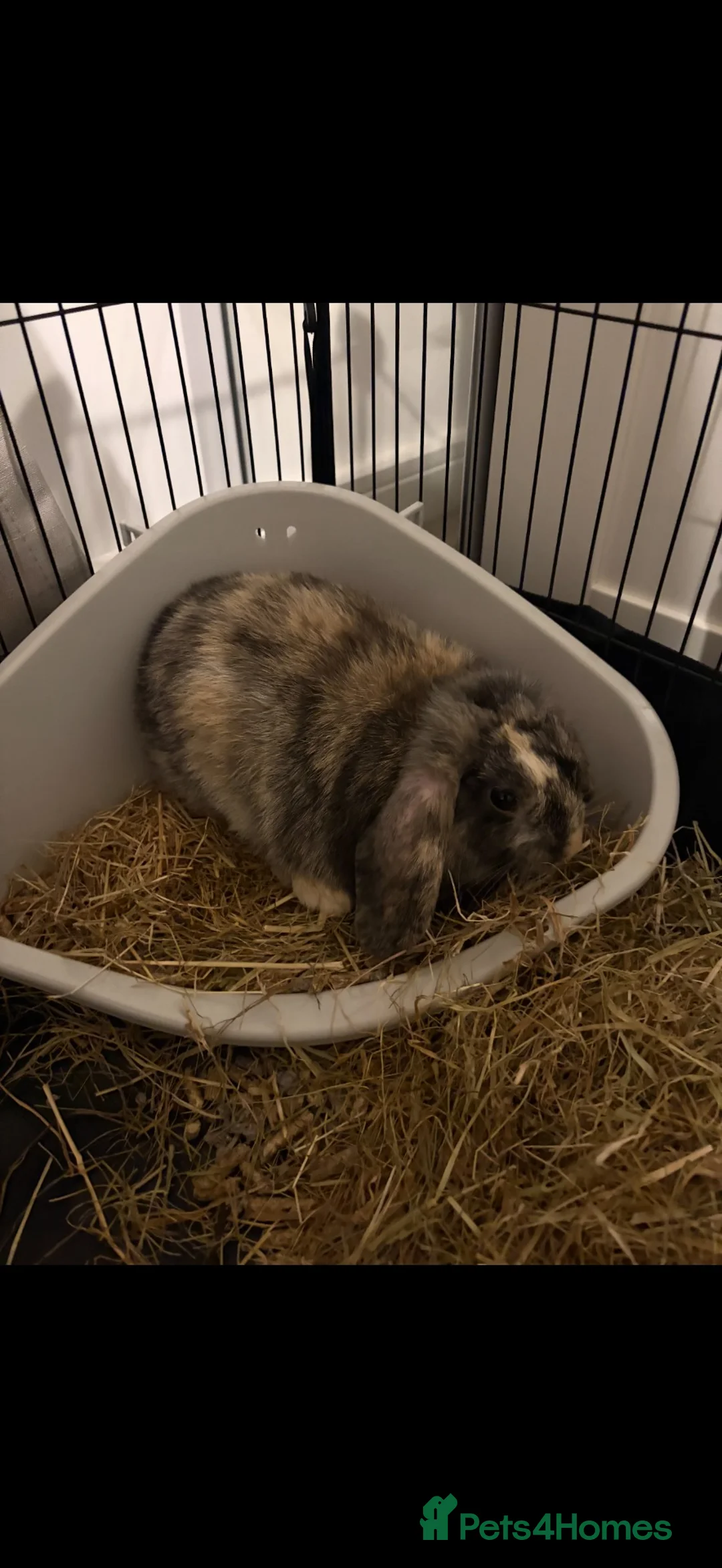 Mini Lop rabbits for sale: Mopsy in Derby - Advert 2