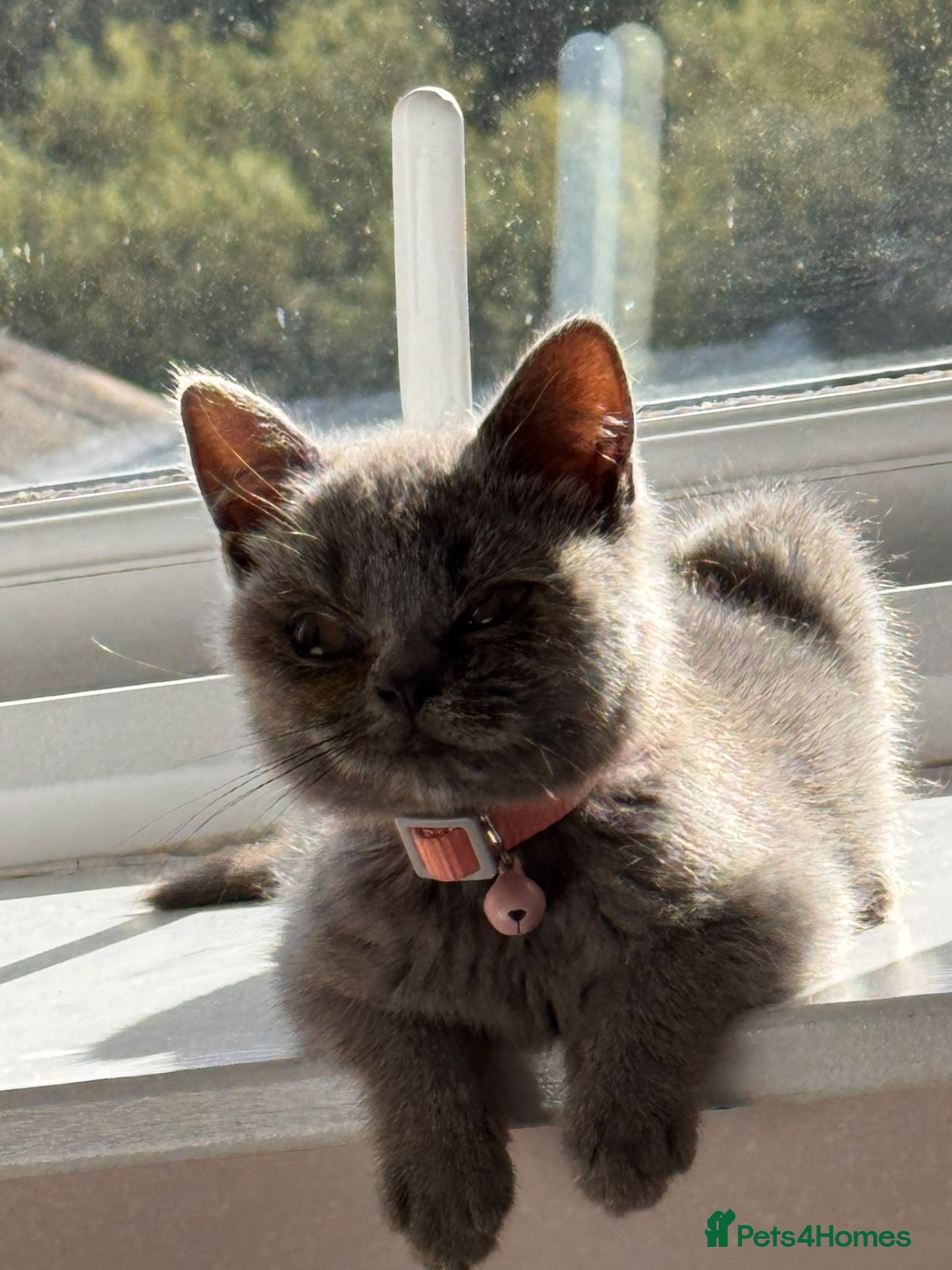 British Shorthair cats Female kitten for sale  - Advert 1