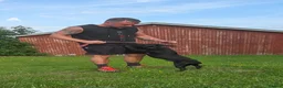 Staffordshire Bull Terrier dogs for sale: Kc registered,  Health tested, Black stafford male - Advert 13