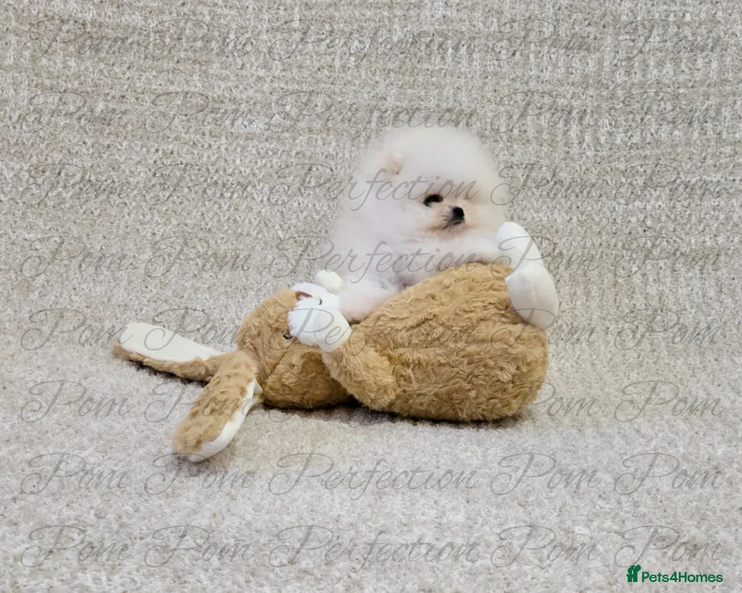 Pomeranian dogs for sale: Magical Teddy Bear Pomeranian  - Advert 2