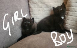 British Shorthair cats for sale: 5 beautiful british shorthair kittens - Image 15