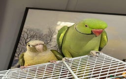 Ringnecks birds for sale: Bird pair and cage  - Image 1