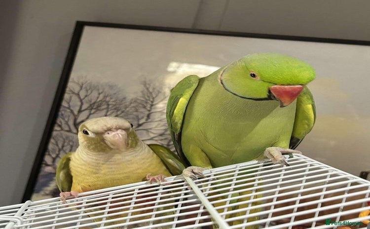 Ringnecks birds - Advert 1